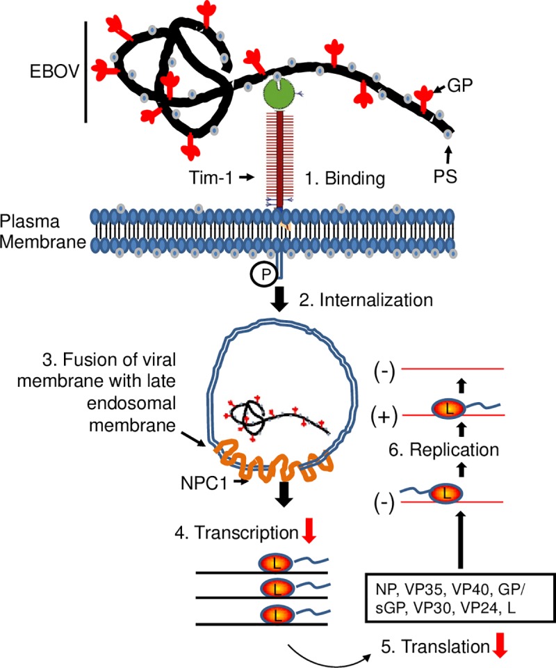 Fig 6