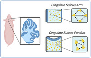 graphic file with name CNE-533-e70025-g007.jpg