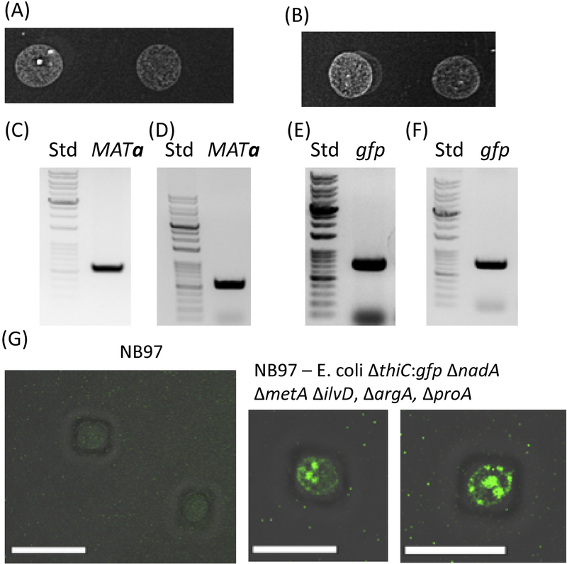 Figure 2: