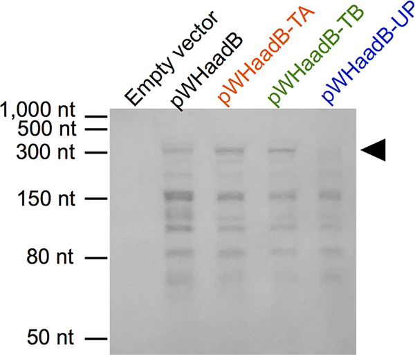 FIG 6