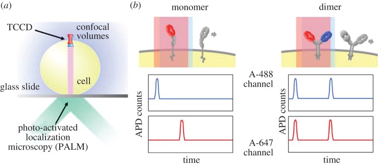 Figure 4.