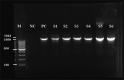 Figure-3