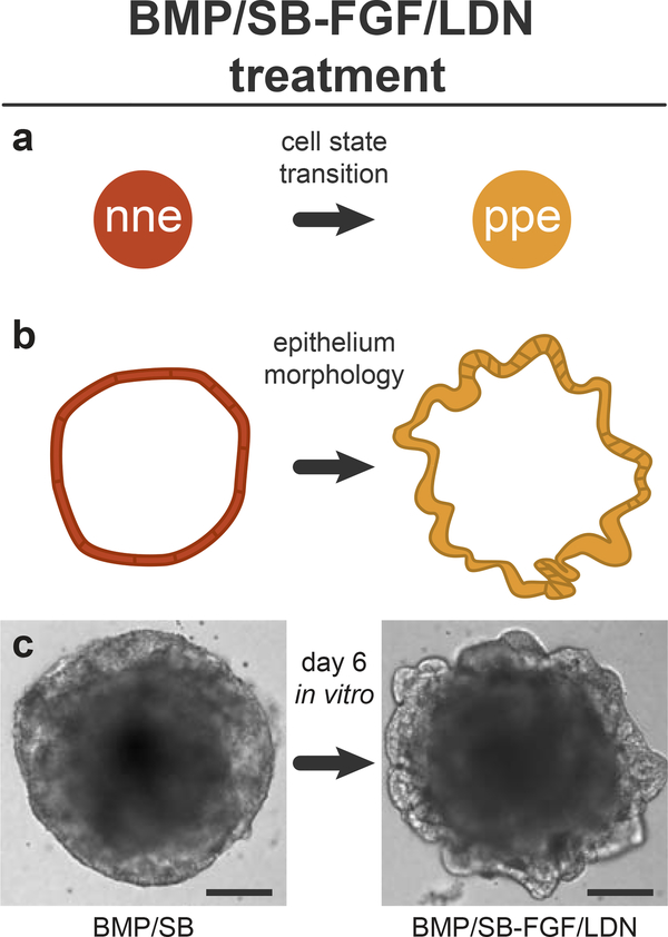 Figure 3: