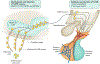 Fig. 4 |