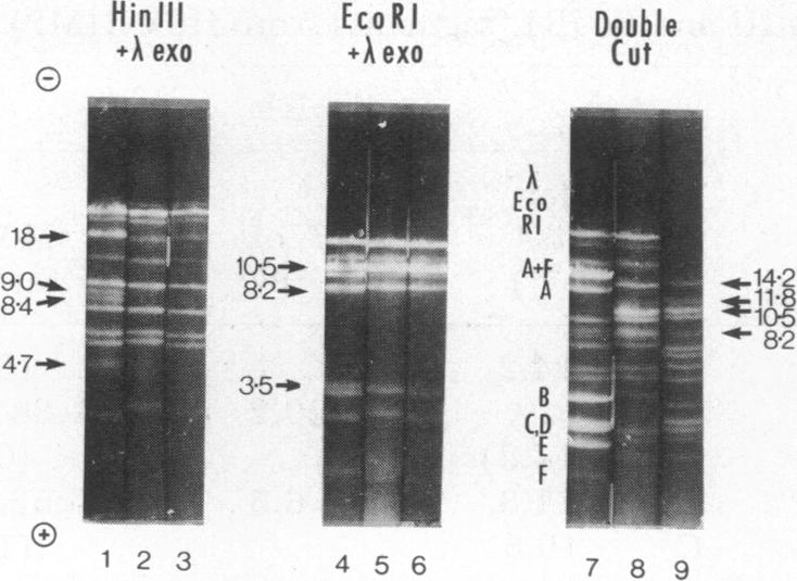 graphic file with name pnas00062-0060-a.jpg