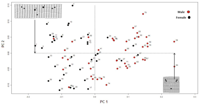 Fig. 7