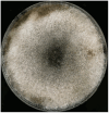 Fig. 2