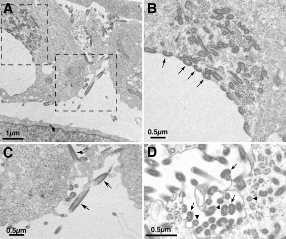 FIG. 6.