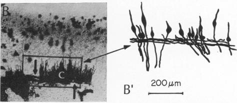 graphic file with name pnas00133-0315-c.jpg