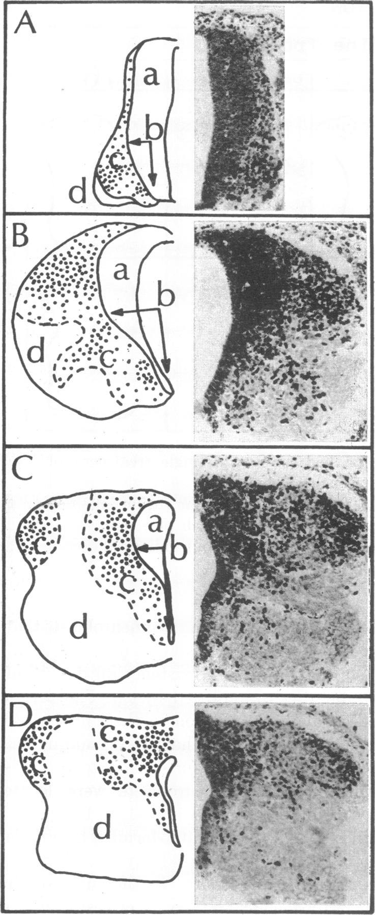 graphic file with name pnas00133-0314-a.jpg