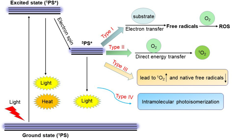 Photodynamic Therapy for the Treatment of Fungal Infections - PMC