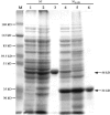 FIG. 1.