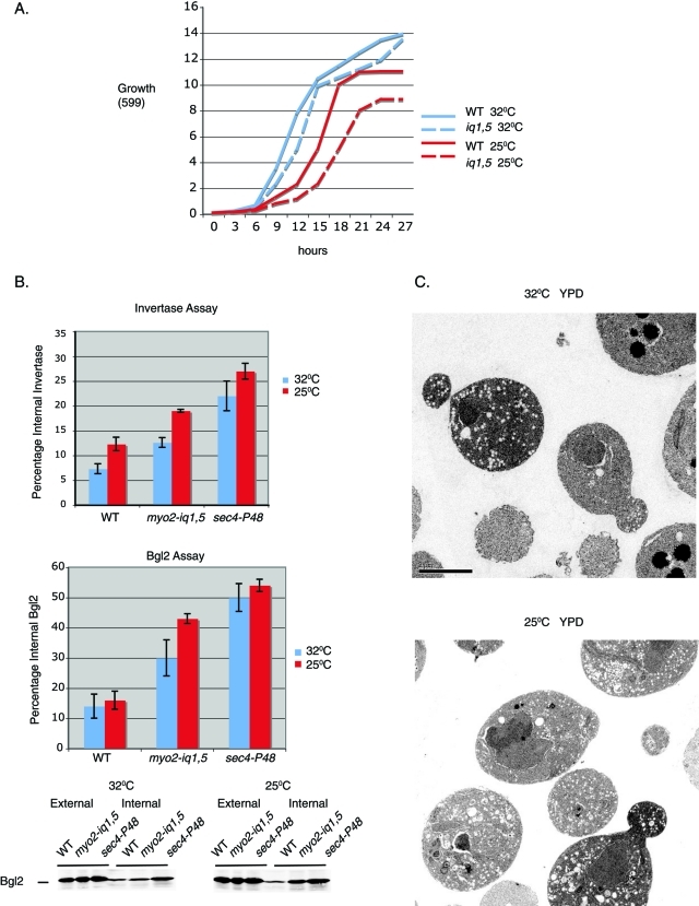 FIGURE 2: