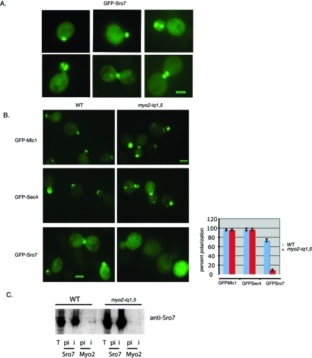 FIGURE 3: