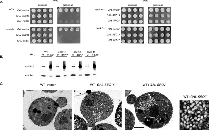 FIGURE 6: