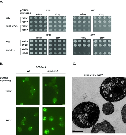 FIGURE 5: