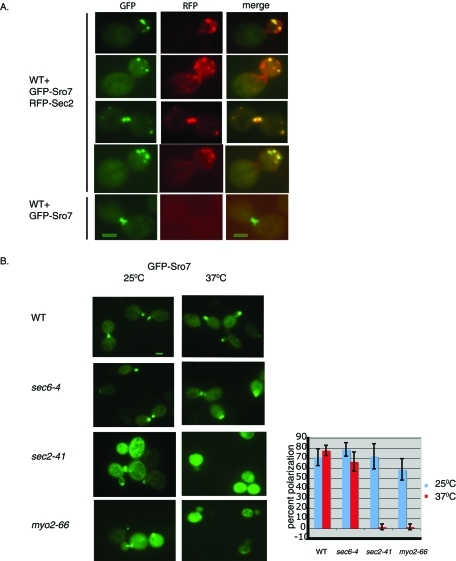 FIGURE 4: