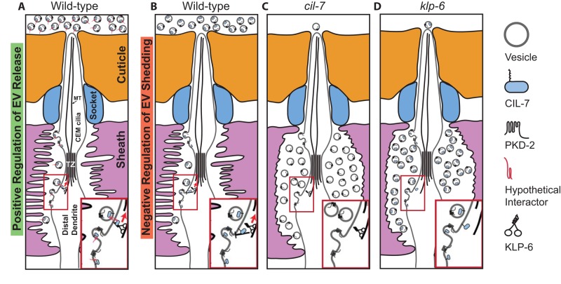 FIGURE 4: