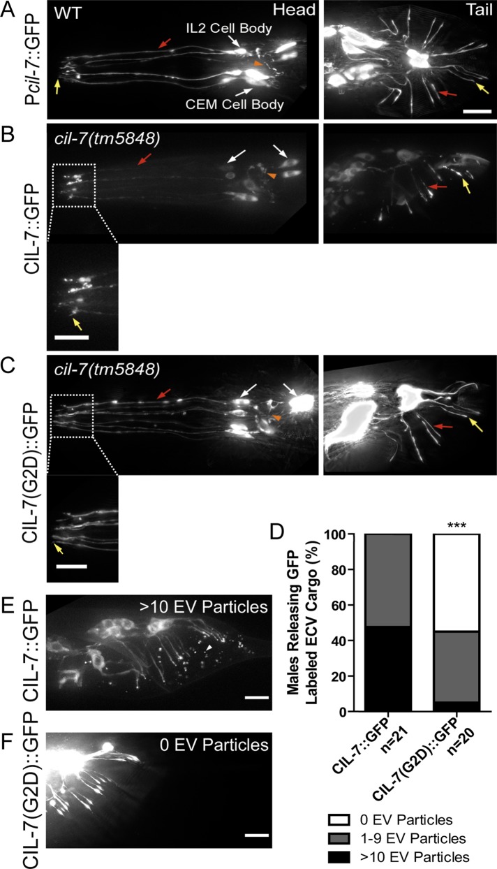 FIGURE 2: