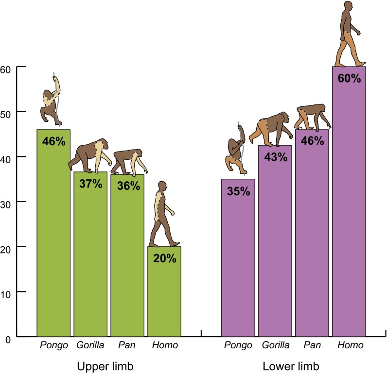 Body composition in Pan paniscus compared with Homo sapiens has ...