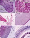 Fig 4