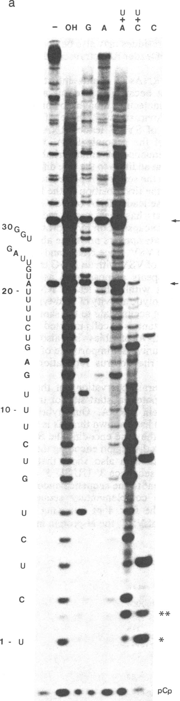 graphic file with name pnas00318-0056-b.jpg