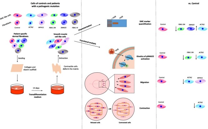 Graphical Abstract