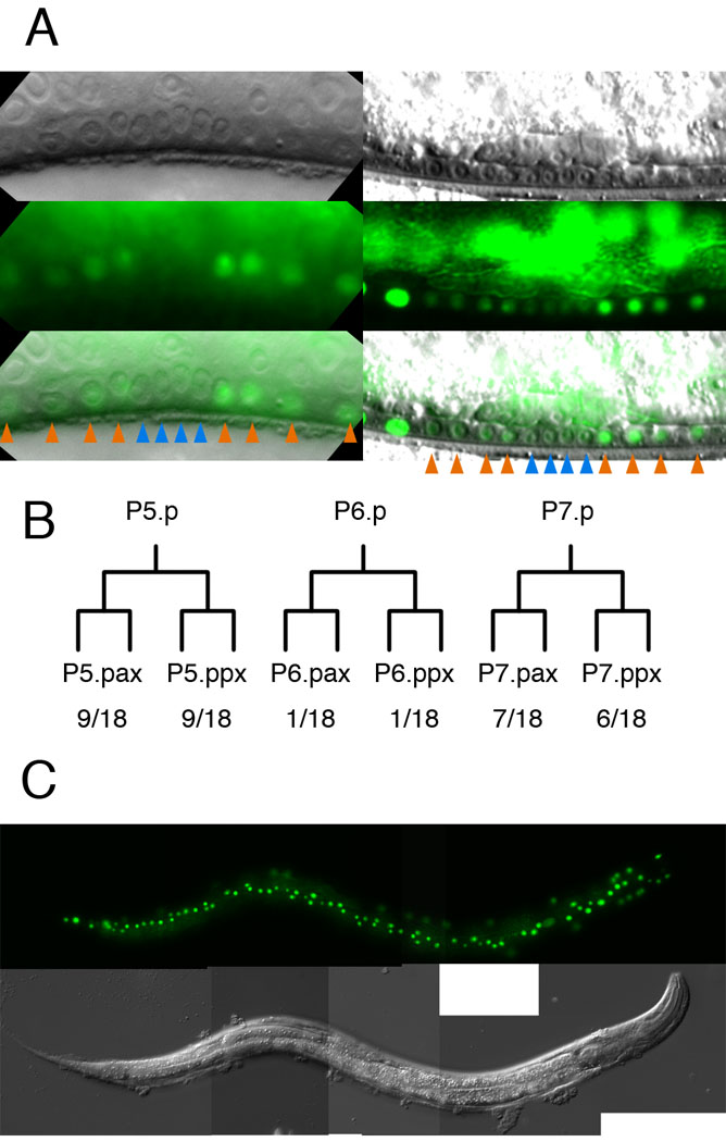 Figure 6