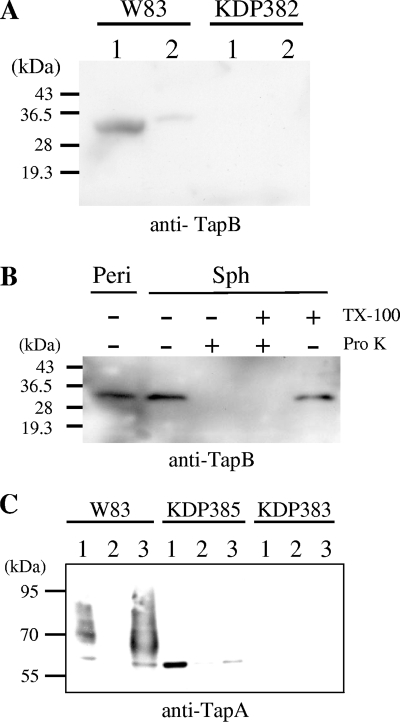 FIG. 5.