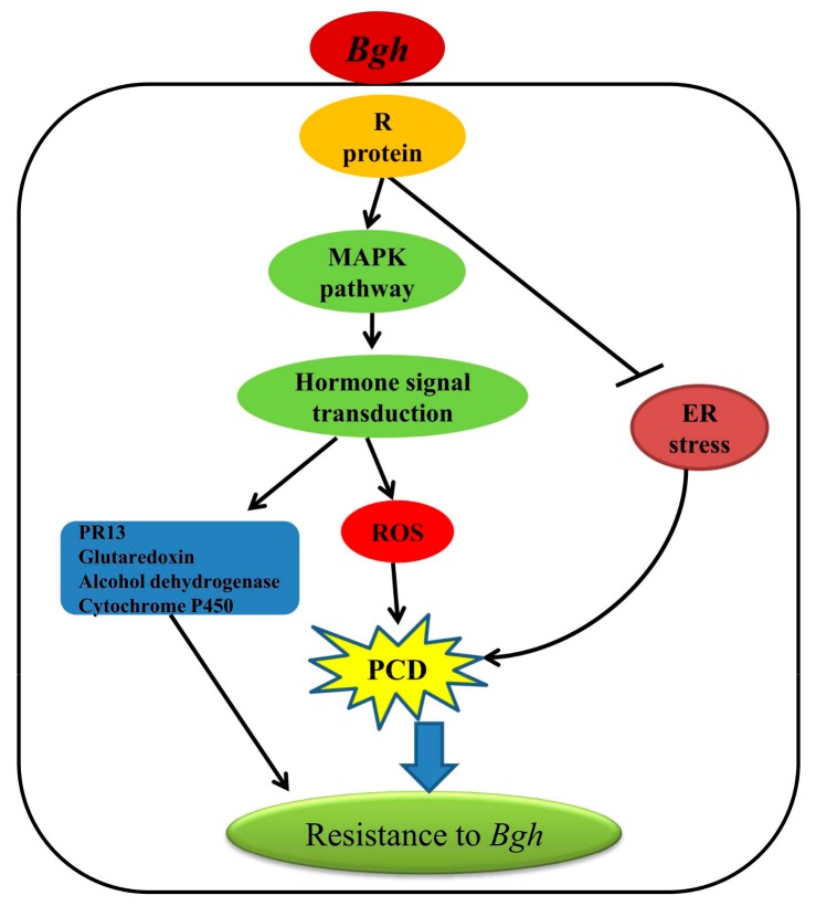 Figure 12