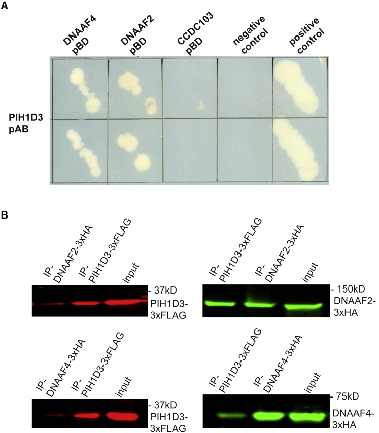 Figure 4