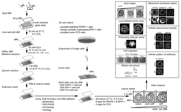 graphic file with name jove-115-54230-3.jpg