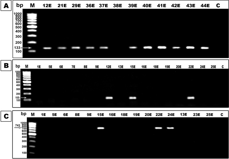 Fig 5