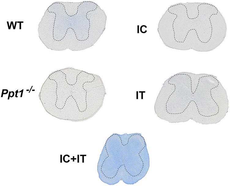 Fig. S3.