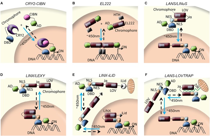 FIGURE 2