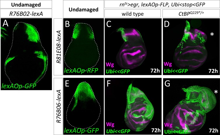 Figure 4—figure supplement 1.