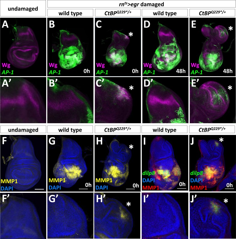 Figure 3—figure supplement 2.