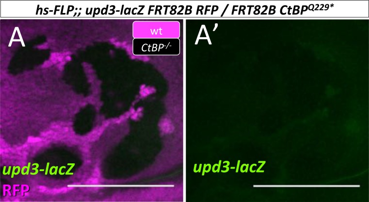 Figure 6—figure supplement 3.