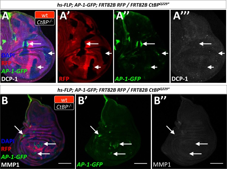 Figure 5—figure supplement 7.