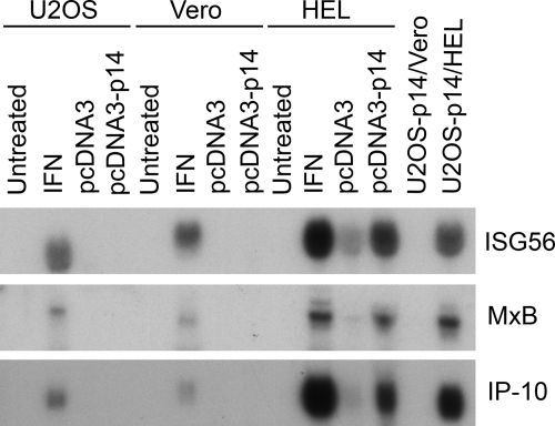 Cell Fusion-Induced Activation of Interferon-Stimulated Genes Is Not ...