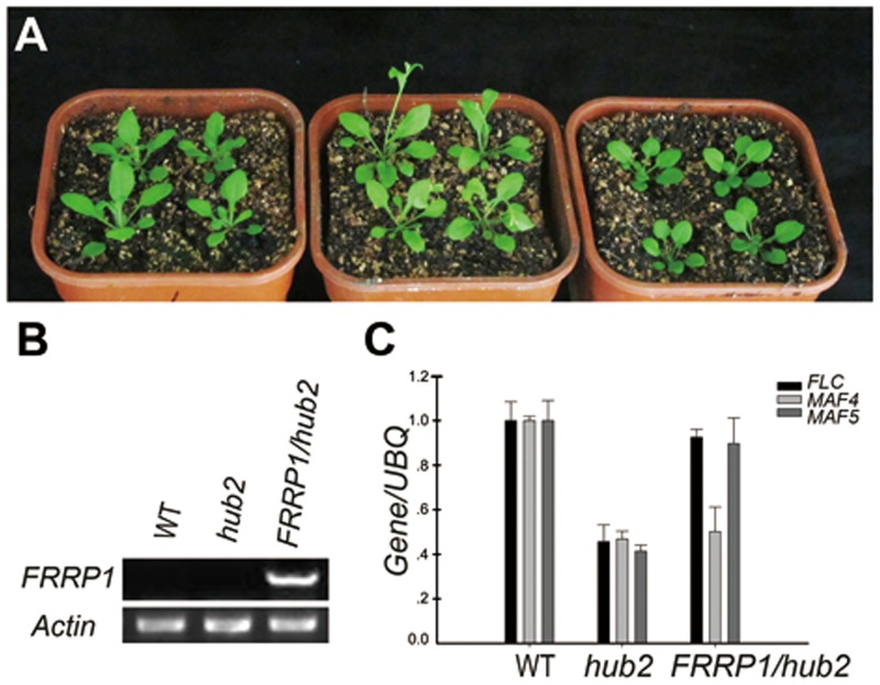 Fig 3