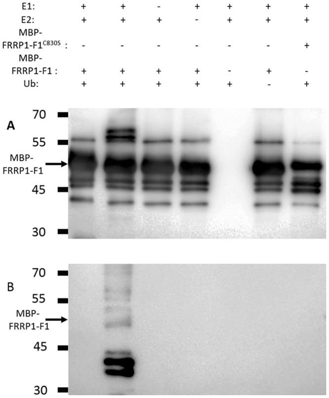 Fig 5