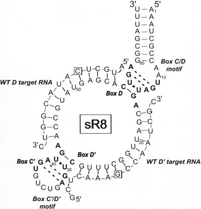 FIGURE 1.