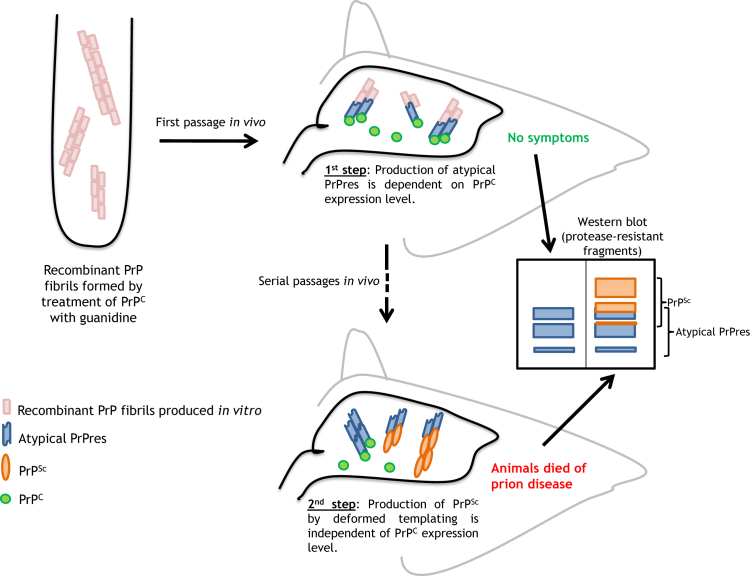 Figure 1