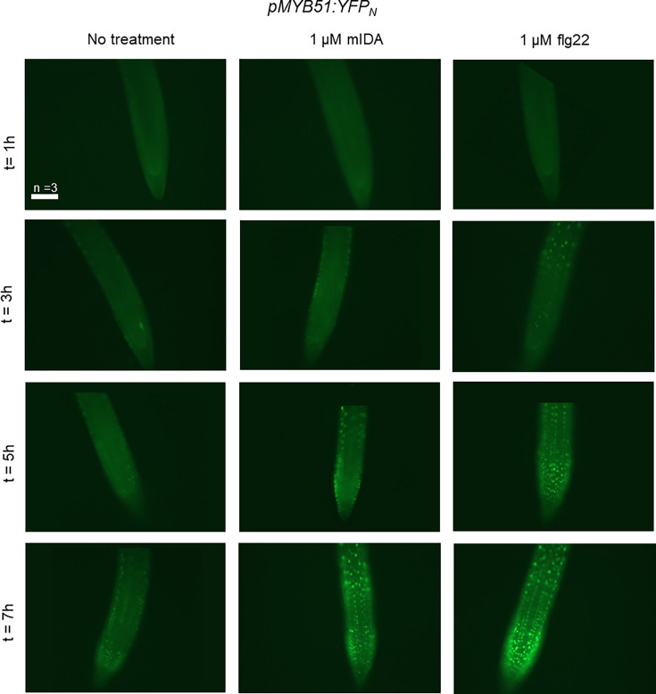 Figure 5—figure supplement 2.