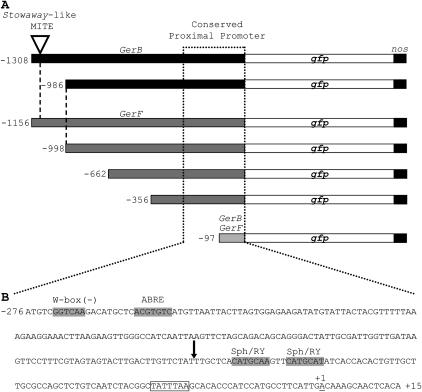 Figure 7.—