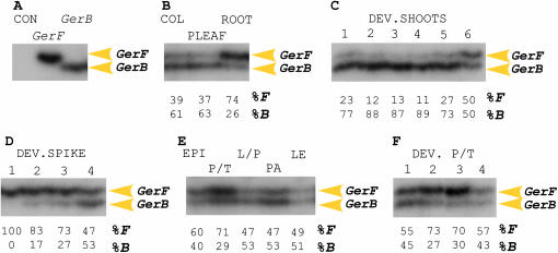 Figure 4.—