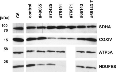 Figure 5