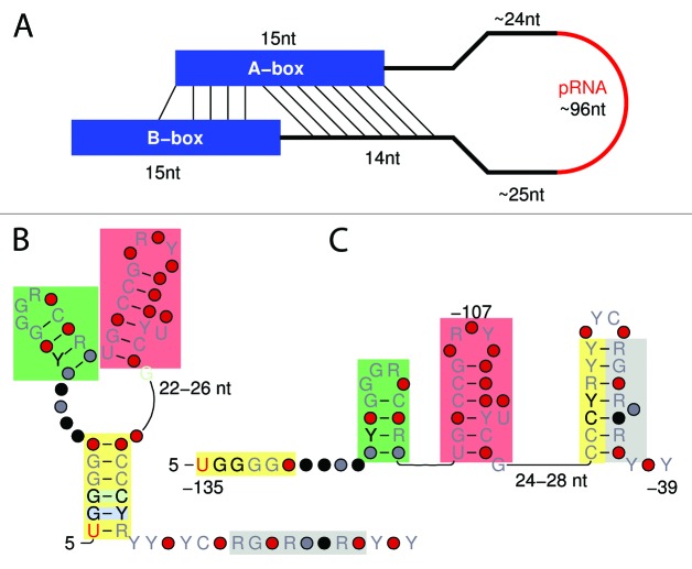 graphic file with name rna-11-3-g3.jpg