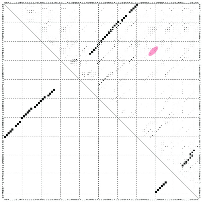 graphic file with name rna-11-3-g5.jpg